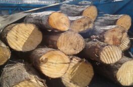 کشف و ضبط ۱۵ تن چوب قاچاق در اتوبان سیاهکل
