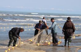 صید افزون بر ۱۳۸ تن از ماهیان استخوانی در بندرکیاشهر