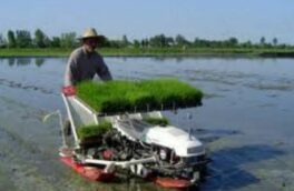 رشت، بزرگترین تولید کننده برنج کشور
