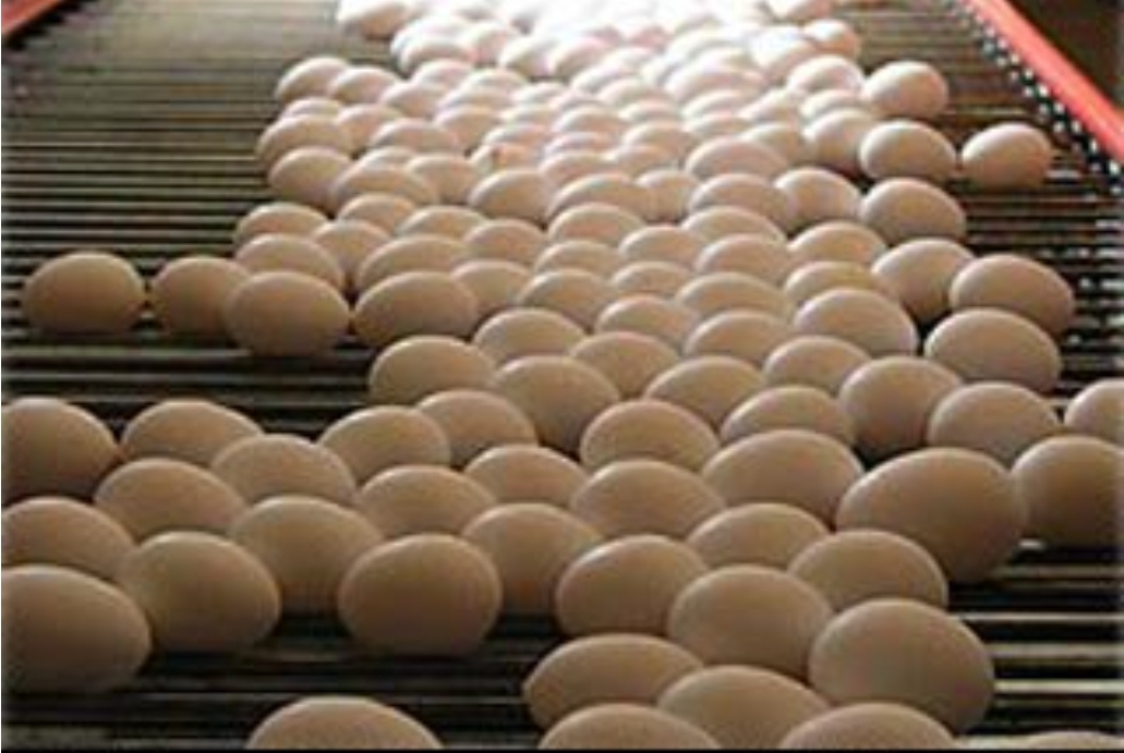 شرط رسیدن تخم مرغ به قیمت ۳۲ هزار تومان
