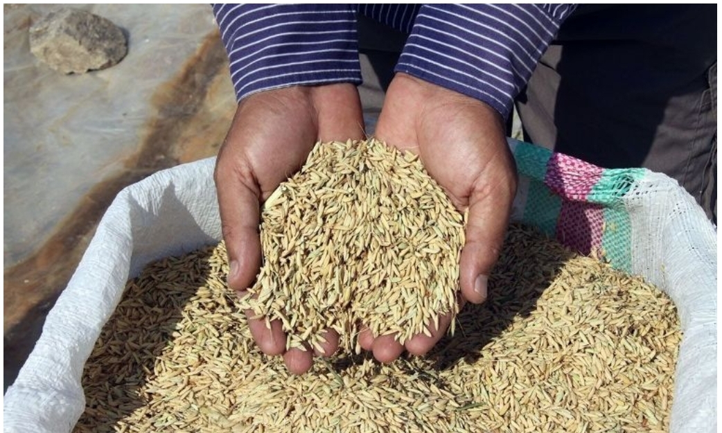بذرهای گواهی شده برنج اواخر بهمن ماه در گیلان توزیع می شود
