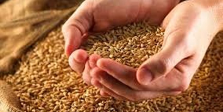افزایش تولید بذرهای گواهی‌شده برنج در گیلان/ هاشمی بوجاری کیلویی ۱۷ هزار و ۷۰۰ تومان