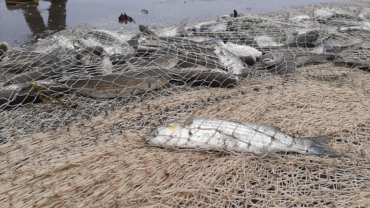 صید افزون بر ۸۰۰ تن ماهی از آبهای ساحلی گیلان