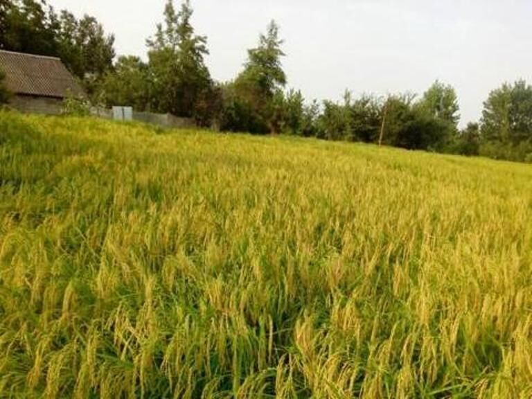 رییس موسسه تحقیقات برنج کشور: رقم جدید برنج با نام کیان به زودی رونمایی می شود
