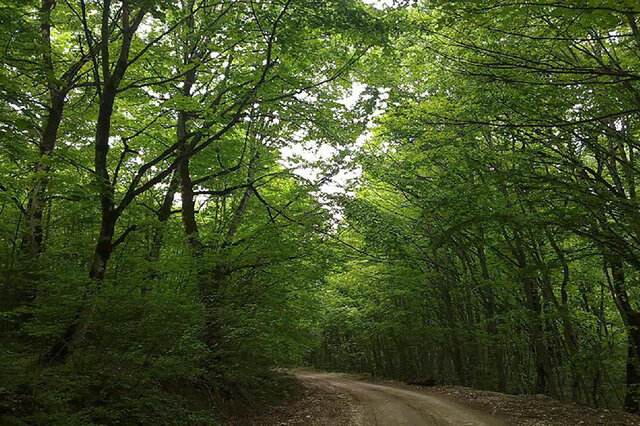 مدیرکل منابع طبیعی گیلان: گیلان ۳۶۵۰ هکتار ذخیره‌گاه جنگلی دارد