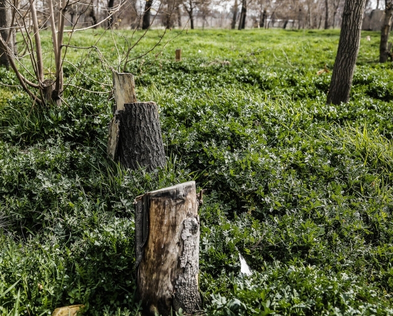 دولت تعرفه بهره‌برداری از درختان جنگلی را اصلاح کرد