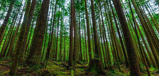 مدیرکل منابع طبیعی: کار برداشت چوب از دو هزار و ۸۰۰ هکتار اراضی ملی گیلان آغاز شده است