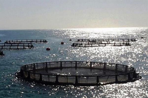 پژوهشکده اکولوژی دریای خزر ساری: دو هزار تن ماهی در قفس های دریایی خزر پرورش داده شد