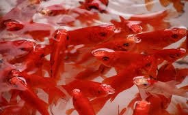 ۸ نکته درباره ماهی قرمزها؛ چرا نباید ماهی قرمز را در محیط‌های طبیعی رها کنیم؟