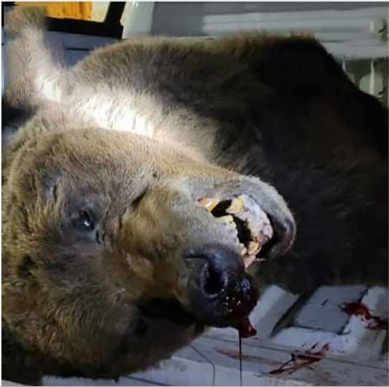 کشته شدن خرس قهوه ای در پارک ملی گلستان / عکس ۱۴+