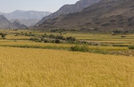 برنامه جامع در سه حوزه اراضی کشاورزی گیلان تدوین می شود