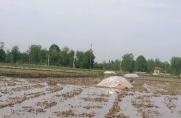استفاده از آب باران برای خزانه گیری برنج در گیلان