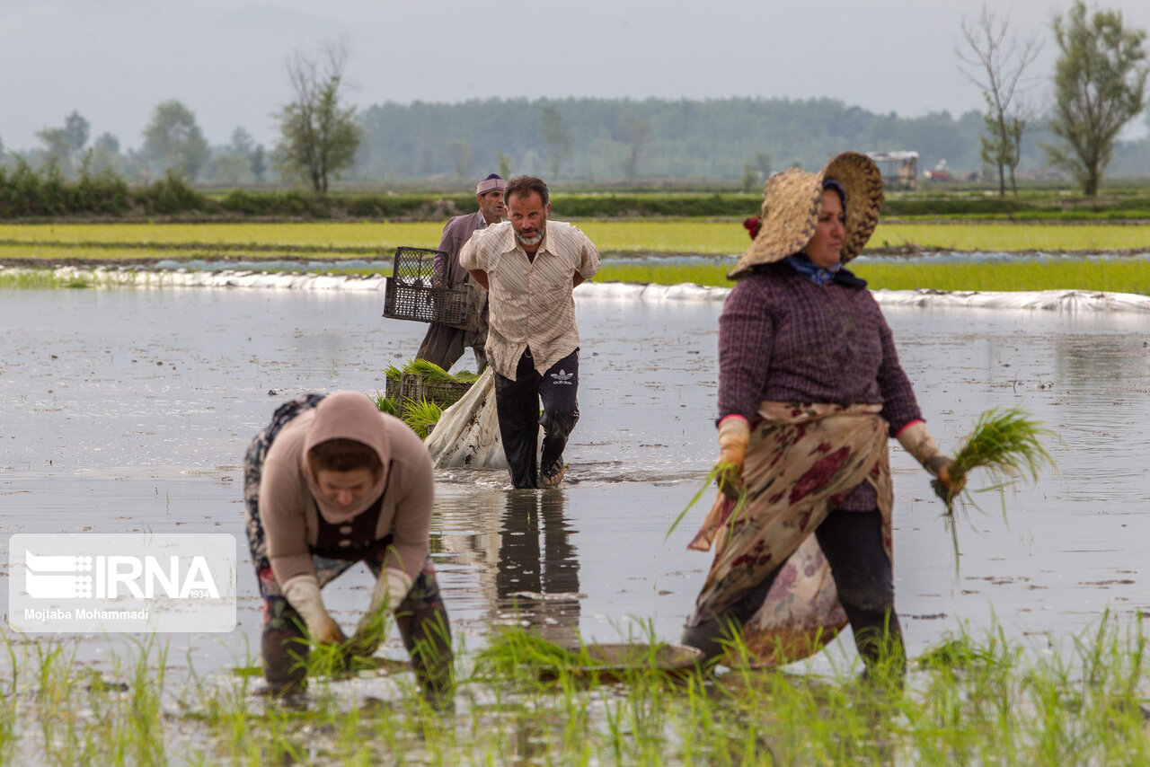 رئیس موسسه تحقیبات برنج کشور: کشاورزان در نوع و میزان استفاده از کودهای شیمیایی هوشیار باشند