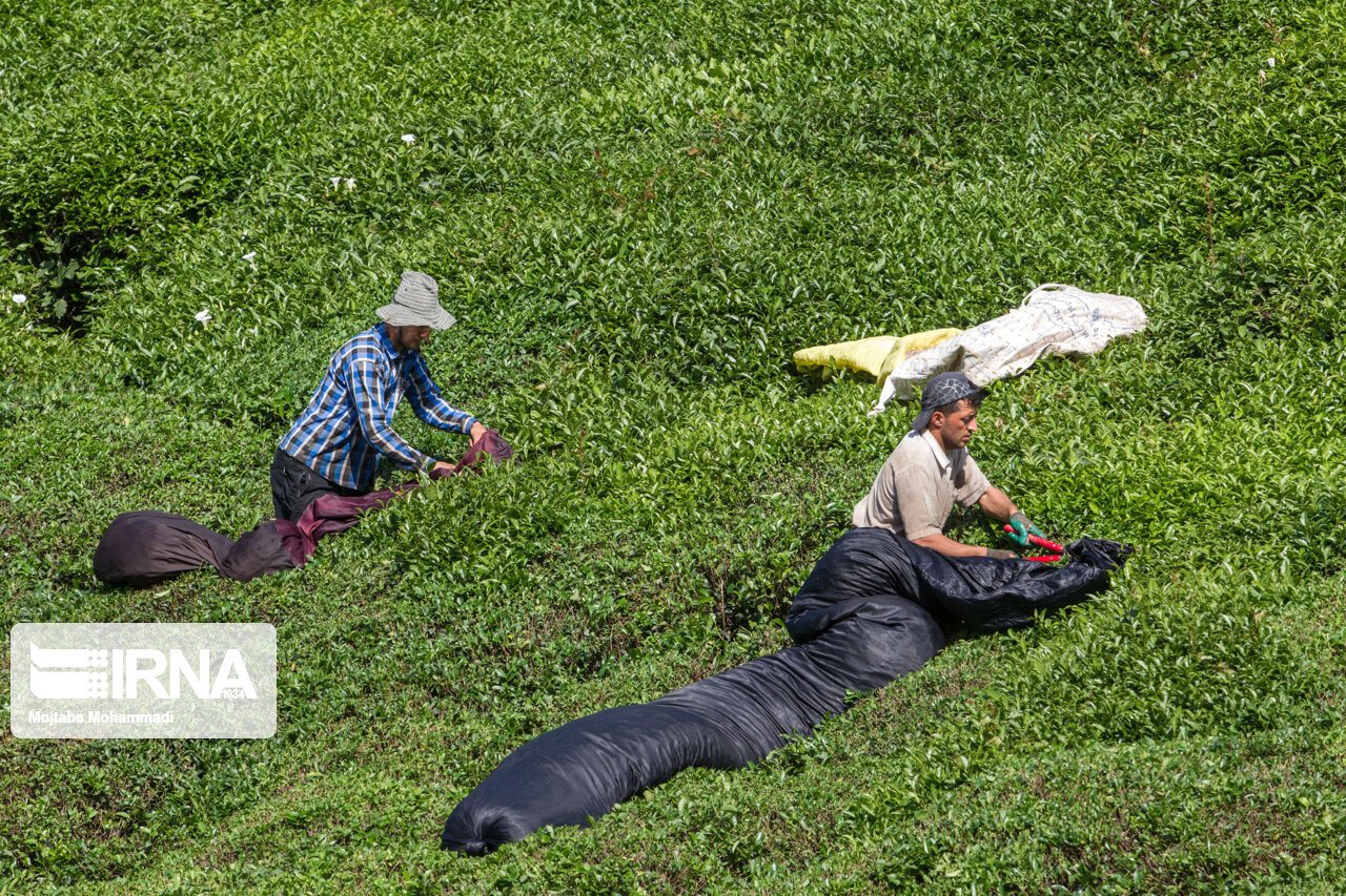 تعاون روستایی گیلان ۷۷۱ تن برگ سبز چای خریداری کرد