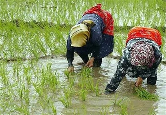 رشد ۴ درصدی نشاء برنج در شالیزارهای گیلان