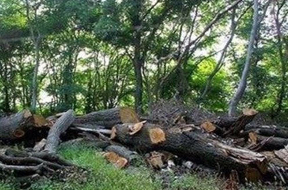 دستور مدیر کل حفاظت محیط زیست گیلان به خسارات وارده به زیستگاه حیات وحش