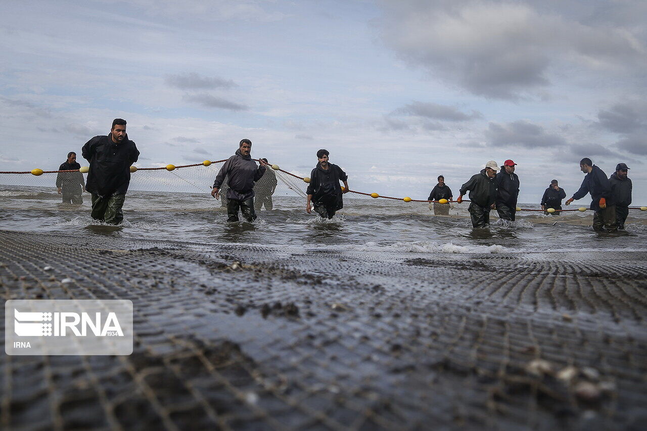 رئیس اداره شیلات آستارا: ۹۰ درصد صید ماهیگیران آستارا حاصل تکثیر مصنوعی است