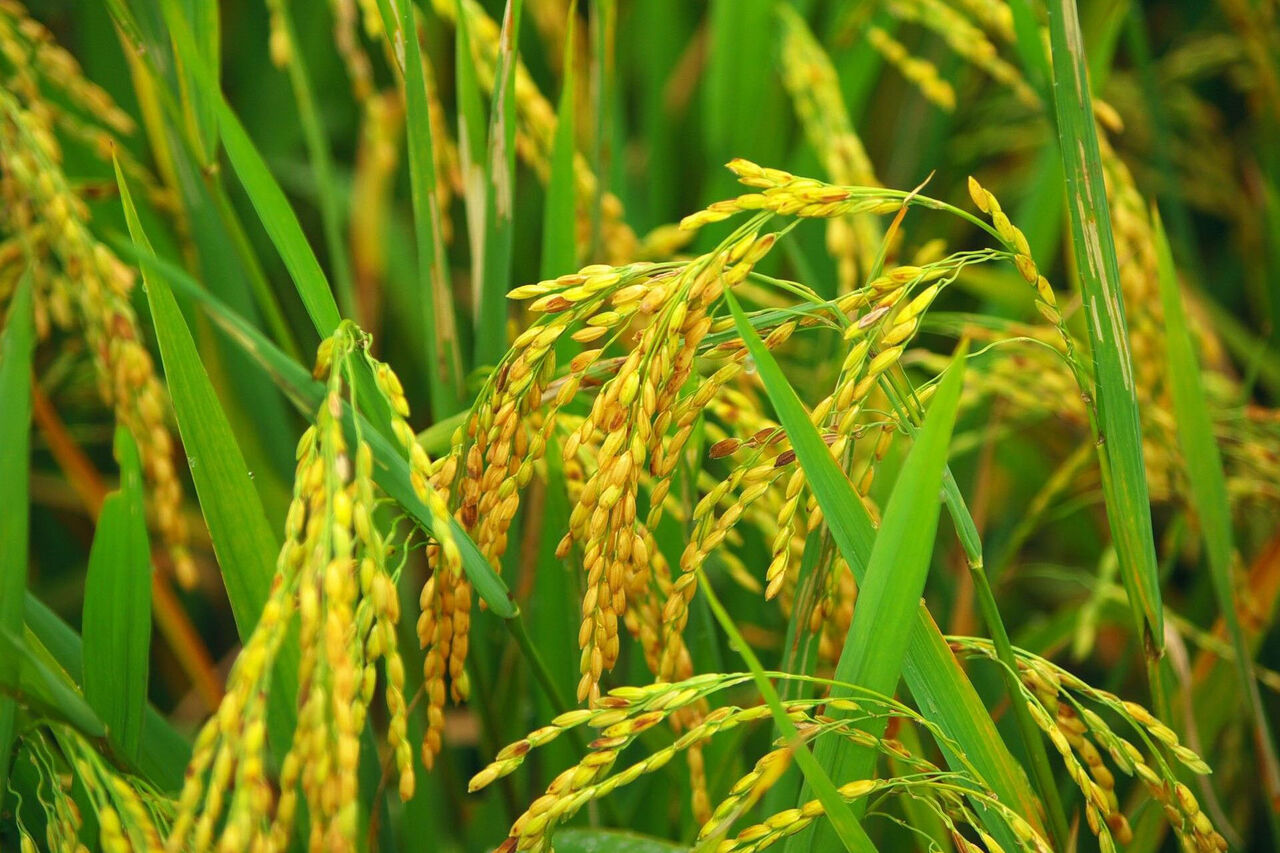 نخستین خوشه های برنج در گیلان به بار نشست