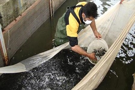 مدیرکل شیلات گیلان عنوان کرد تولید و رهاسازی ۱۵۰ میلیون قطعه بچه ماهی استخوانی در رودخانه های گیلان