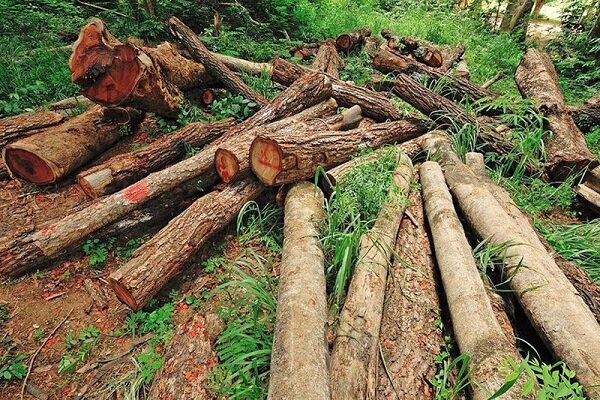 رئیس اداره منابع طبیعی آستانه اشرفیه خبر داد جلوگیری از قاچاق درختان دست کاشت در آستانه اشرفیه