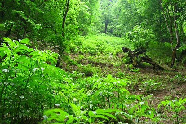 فرمانده یگان حفاظت منابع طبیعی استان عنوان کرد کاهش ۱۶ درصدی قطع اشجار جنگلی در گیلان/ افزایش درگیری با قاچاقچیان