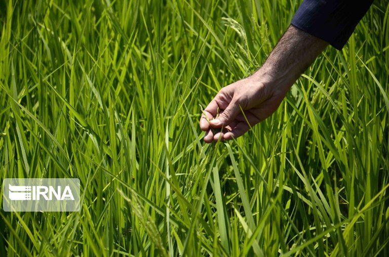 ظهور خوشه های برنج در ۶۵ درصد شالیزارهای گیلان