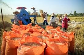 احتمال افزایش کیفیت و کمیت برنج در صومعه سرا