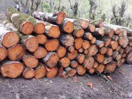 استاندار گیلان خواستار شد؛ اختصاص درآمد فروش چوب سنواتی به حفاظت از جنگل‌های گیلان
