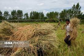 باران و افزایش رنج برداشت برنج در گیلان