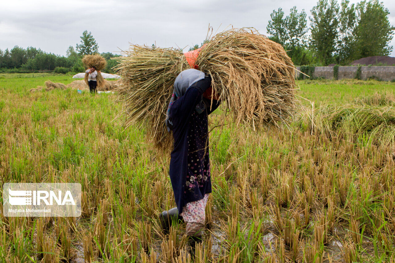 نیمی از محصول برنج گیلان برداشت شد