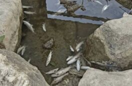 فاضلاب دلیل تلف شدن صدها ماهی در ماسوله رودخان گیلان فاضلاب دلیل تلف شدن صدها ماهی در ماسوله رودخان گیلان