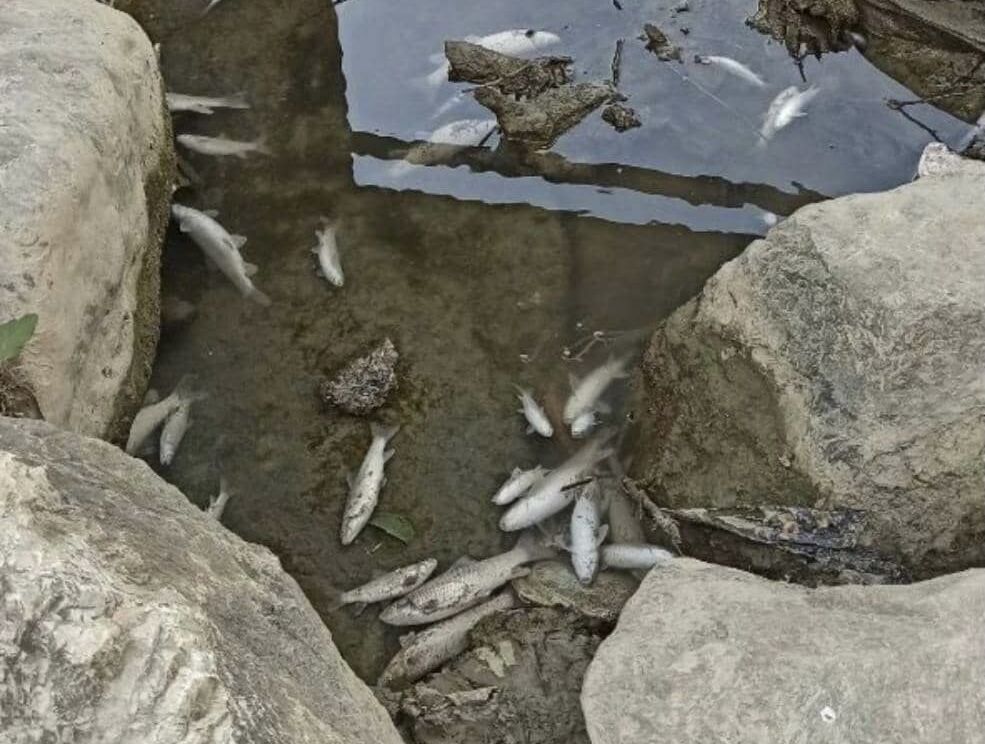 فاضلاب دلیل تلف شدن صدها ماهی در ماسوله رودخان گیلان فاضلاب دلیل تلف شدن صدها ماهی در ماسوله رودخان گیلان