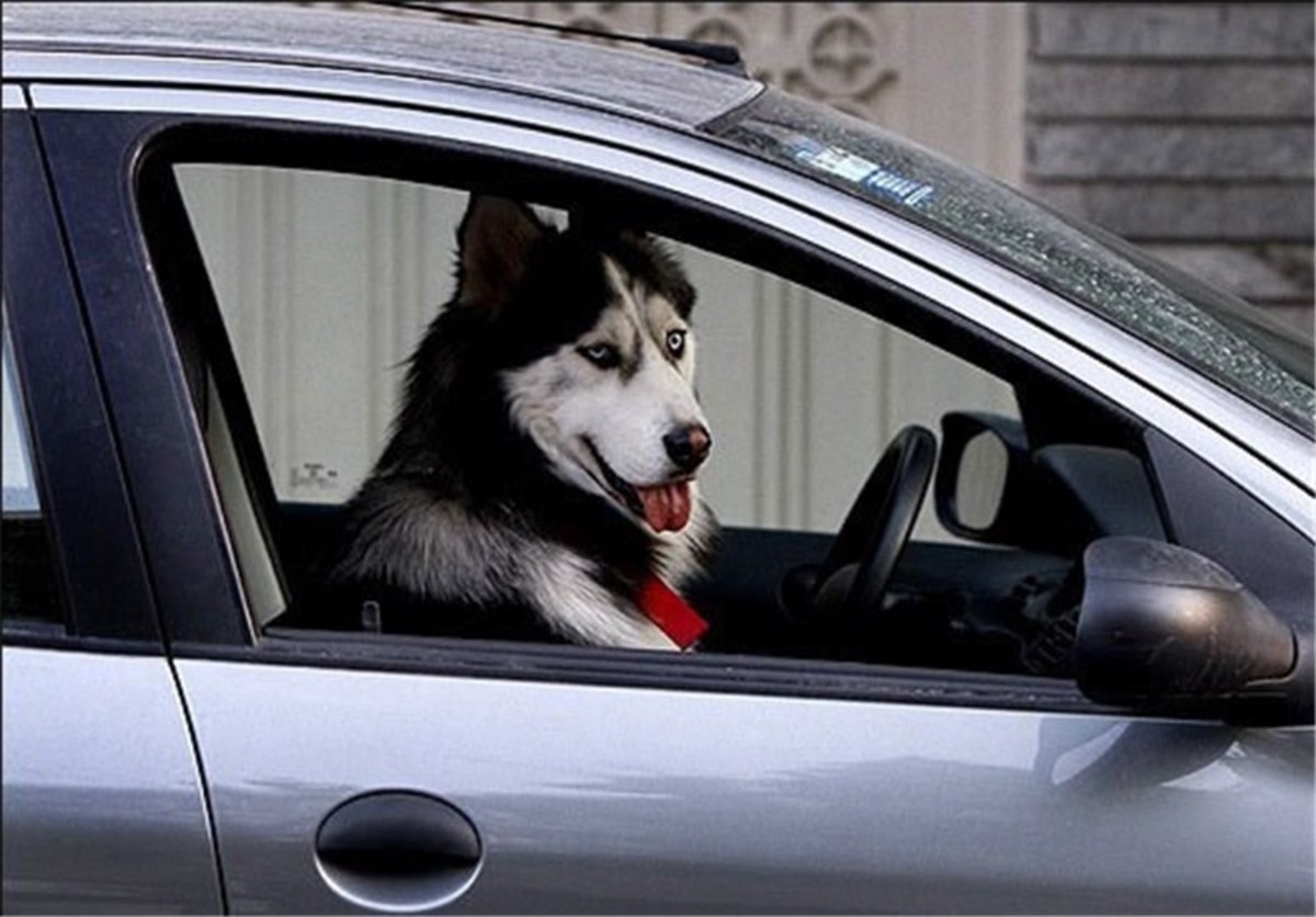 پلیس: جریمه سگ‌گردانی در خودرو، از هزینه غذای سگ کمتر است
