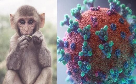 هرآنچه که باید از ویروس مانکی‌ بی بدانید دردسر جدید از نوع کرونا؟/ پاسخ به ۱۱ سوال مهم درباره آبله میمون