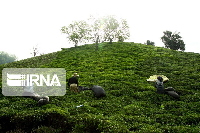 رشد ۶ درصدی خرید برگ سبز چای درجه یک از چایکاران گیلان و مازندران