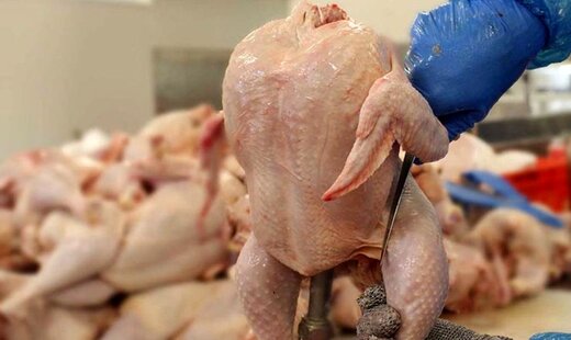🔺قیمت واقعی مرغ اعلام شد/ اسداله‌نژاد: گوشت مرغ را از این قیمت گران‌تر نخرید