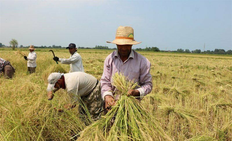🔺رواج «ساقه دزدی» از شالیزارهای برنج/ شبی ۵ میلیون تومان درآمد از سرقت ساقه برنج