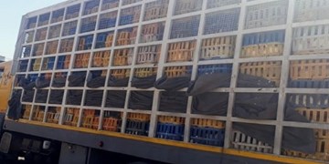 ۱۰ کامیون مرغ زنده بدون مجوز در گیلان توقیف شد