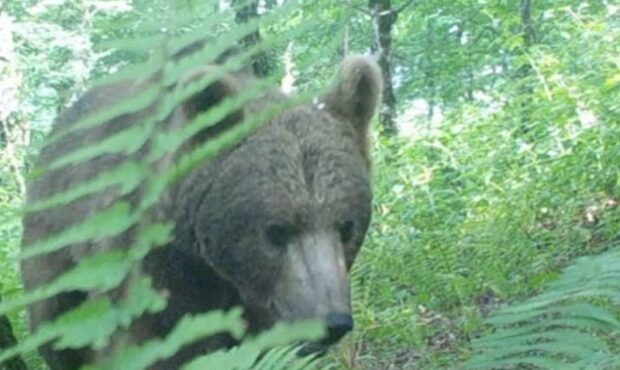 مشاهده خرس قهوه‌ای و شوکا در جنگل‌های هیرکانی گیلان