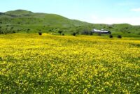 آسمان گیلان تا پایان هفته آفتابی است
