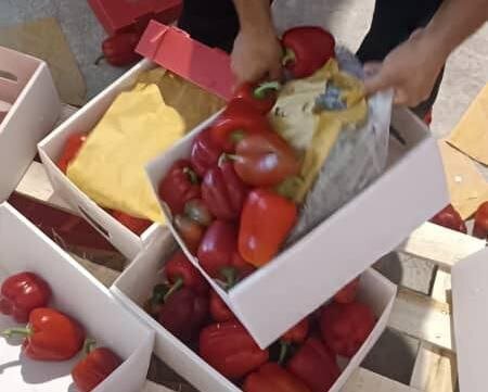 کشف مواد مخدر از بار فلفل دلمهای صادراتی کشف مواد مخدر از بار فلفل دلمهای صادراتی