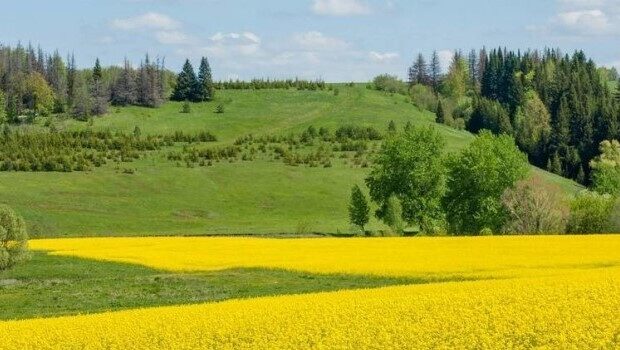 هفتهای گرم و شرجی پیش روی گیلانیان هفتهای گرم و شرجی پیش روی گیلانیان