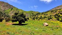دمای احساسی گیلان از ۴۰ درجه فراتر خواهد رفت