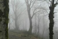 فوت کوهنورد لاهیجانی در مسیر «جنگل تاریک»